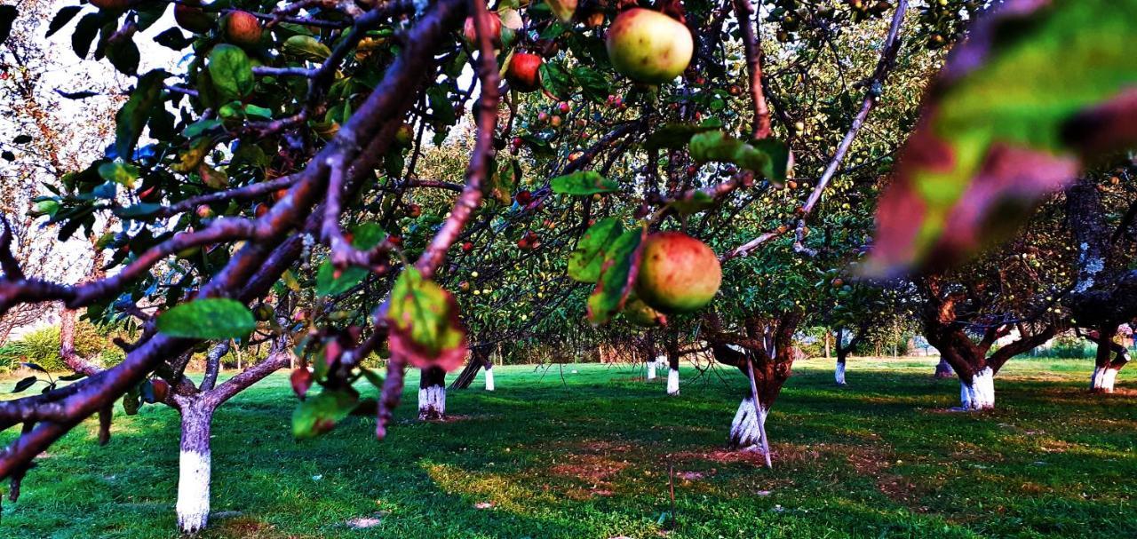 Pensiunea Agroturistica Ica Valea Draganului Ngoại thất bức ảnh