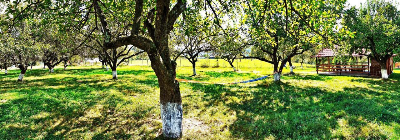 Pensiunea Agroturistica Ica Valea Draganului Ngoại thất bức ảnh